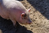 Agriculture pork meat piggy piglet,  snout.