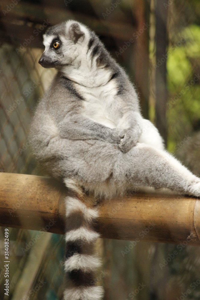 Obraz premium Lemuroidea (Lemurs), ring tailed lemur on branch of tree, a mammal from order of Primates