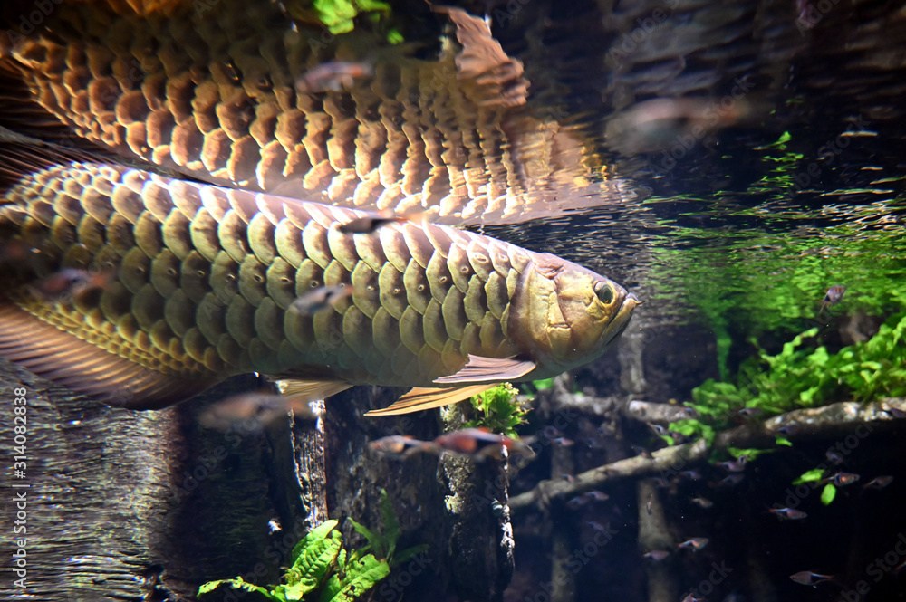 悠然と泳ぐ美しい観賞魚のアジアアロワナ Stock Photo | Adobe Stock