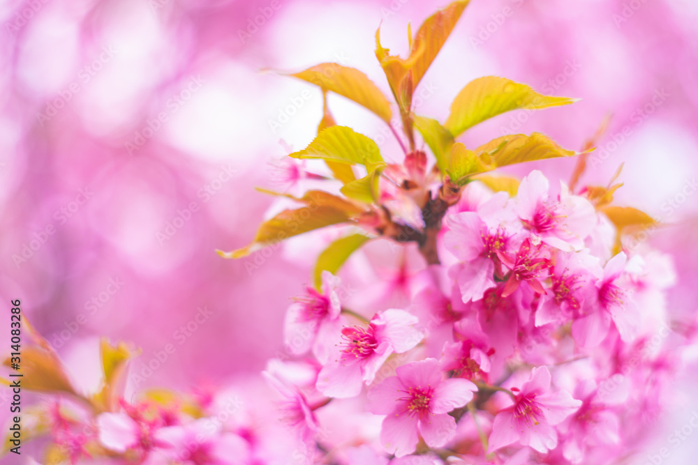 SAKURA SAKURA