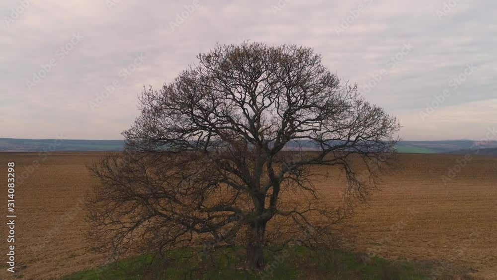 Lonely tree in an agricultural field Lonely tree in an agricultural field