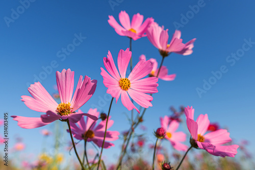 Pink cosmos flower on blue sky background
