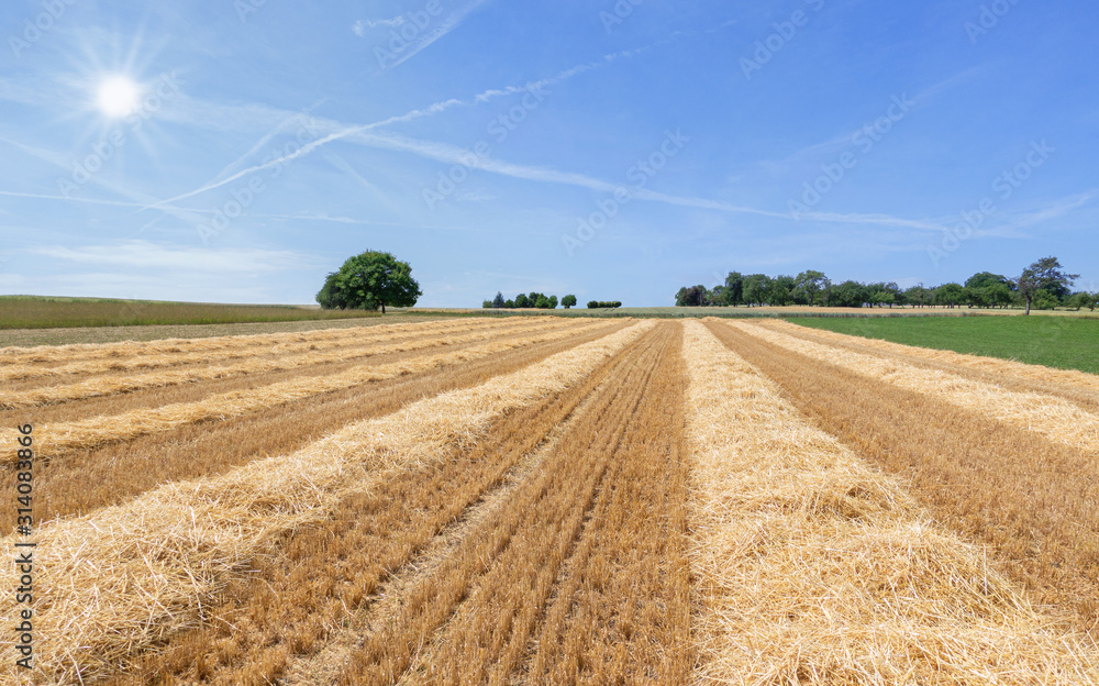 Fototapeta premium Stoppelfeld mit Stroh in Reihen vor blauem Himmel mit Kondensstreifen und Sonne