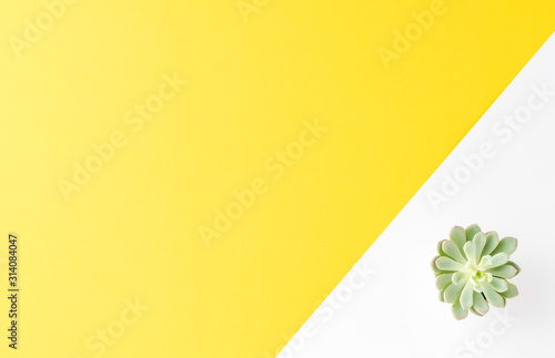 Green flower on abstract background with copyspace. Flat lay