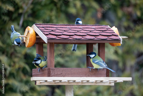beautiful small garden bird great tit - Parus major and Eurasian blue tit - Cyanistes caeruleus, feeding in winter time in bird feeder. Winter day on garden