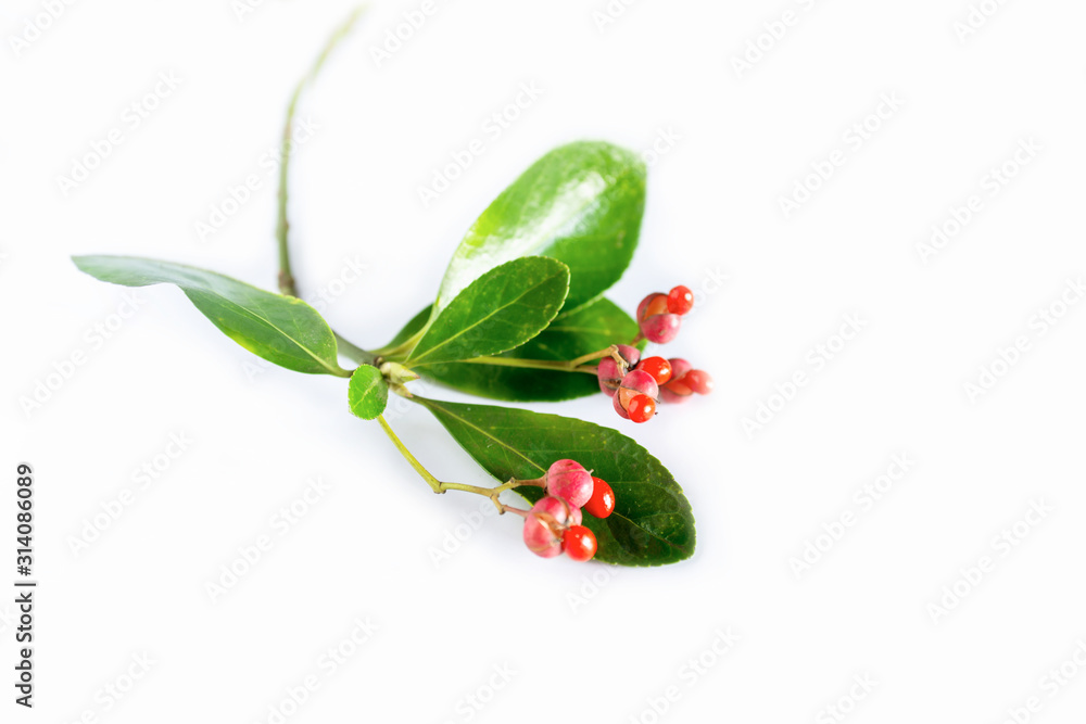 Fototapeta premium Features Holly and berries