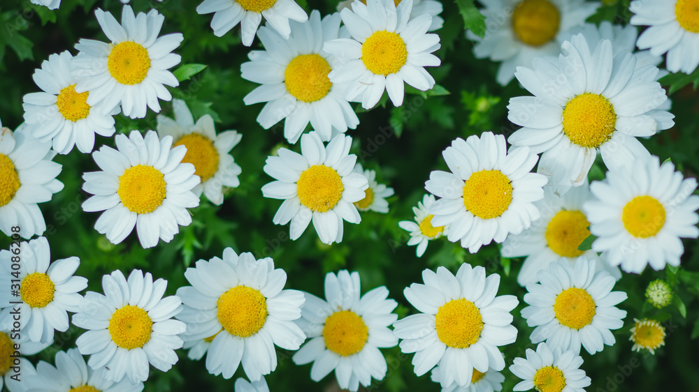 COSMOS COSMOS