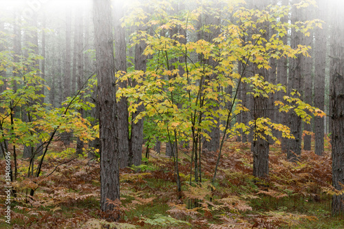 Foggy landscape of autumn maple in pine woodland, Hiawatha National Forest, Michigan’s Upper Peninsula, USA photo