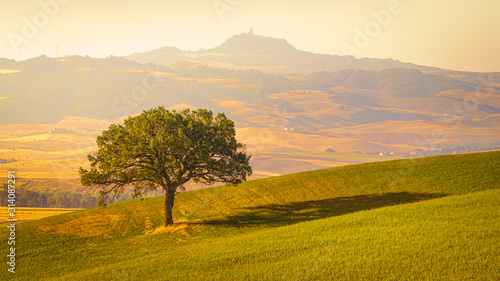 Beautiful golden hour view of Tuscany landscape with lonely tree in the field. Travel destination Tuscany, Italy