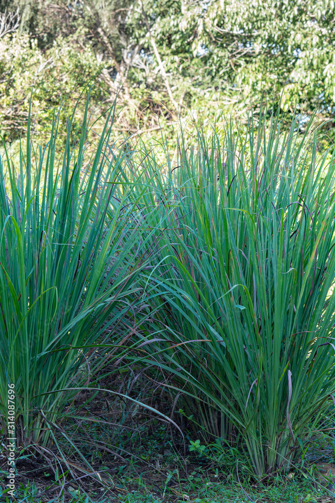 Bushes of green lemongrass in garden. Bushes of green lemongrass in garden.
