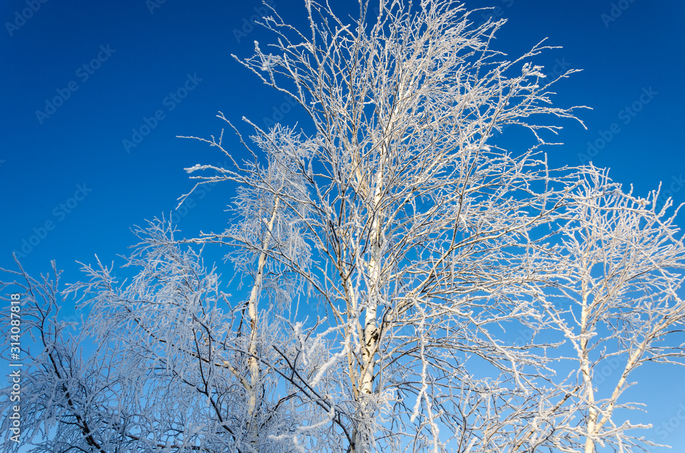 Birch in winter is covered with white frost. Snow and frost on the tree. Birch in winter is covered with white frost. Snow and frost on the tree.