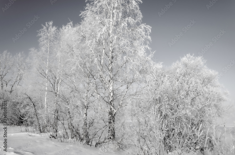 Birch in frost in winter on the shore of the lake. Snow crystals on the branches of the tree.