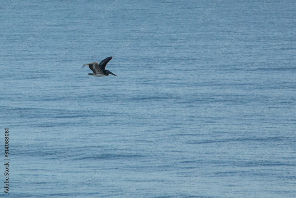 Pelican flying in the sky