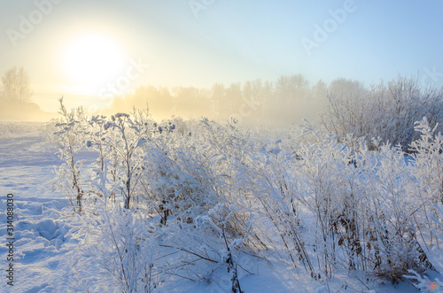 In winter, the bushes are covered with frost. Frost and snowflakes on plants.Snow and winter in the forest on the bushes.