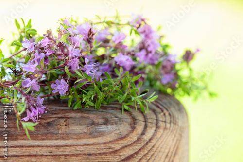 Uncultivated flowering thyme.