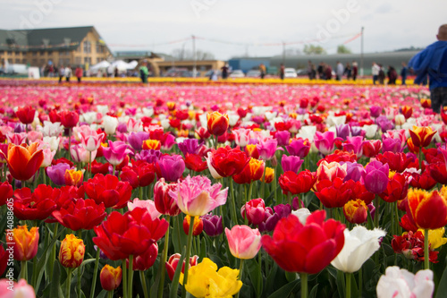 Beautiful field of tulips  © Julia