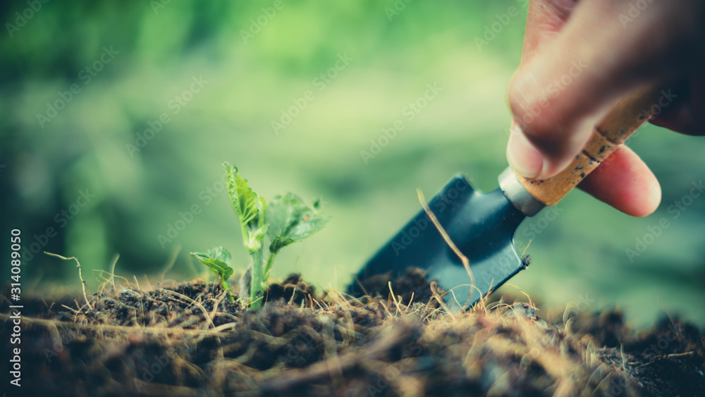 Fototapeta premium Tree planting equipment and Red bucket watering the plants over blurred green nature background.growing plant for save the earth concept.World environment day concept