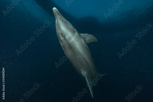 Dolphin swimming in the Red Sea  Eilat Israel