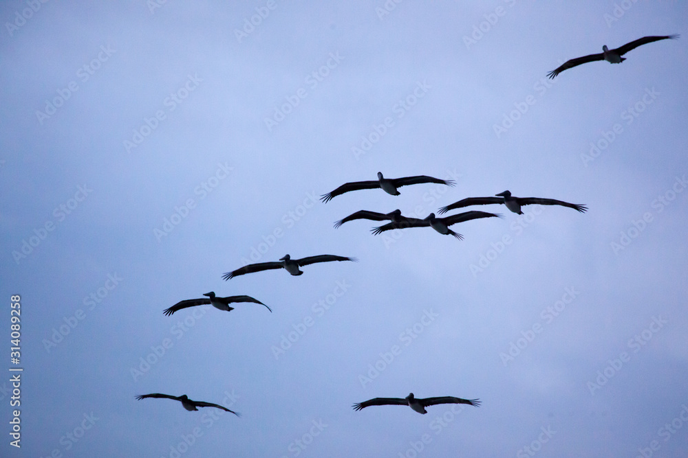 Pelican flying in the sky Pelican flying in the sky