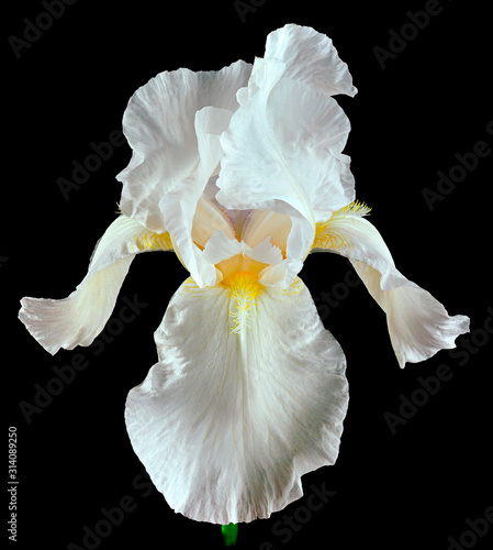 iris white isolated black background