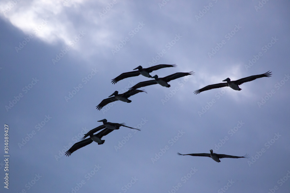 Pelican flying in the sky