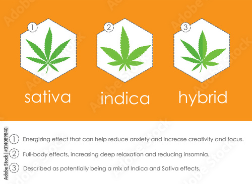 cannabis indica and sativa species information infographic