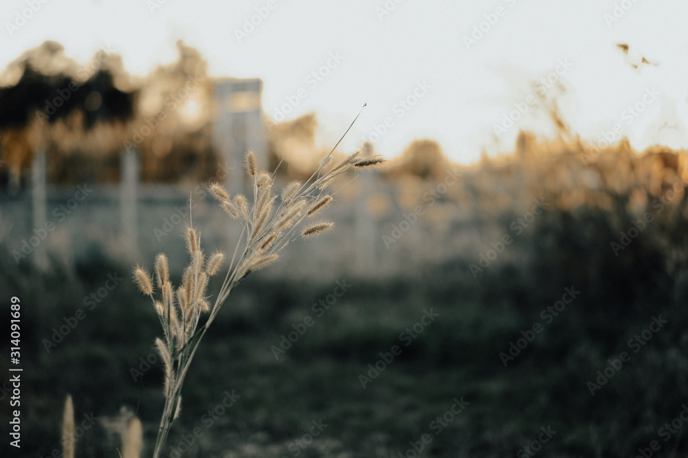 Fototapeta premium Reeds of glass in sunset background