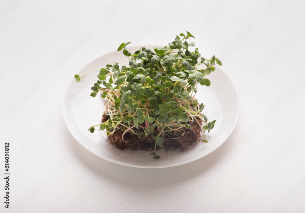 Micro greens seeds with soil on plate on white background Micro greens seeds with soil on plate on white background