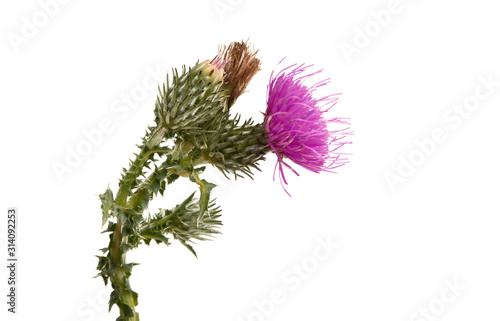 Photo burdock flower isolated