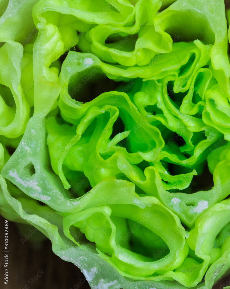 Close up fresh salad vegetables after washed with clear clean water. Fresh green oak lettuce and red oak lettuce in close up image. Picture represent healthy life style diet. Close up fresh salad vegetables after washed with clear clean water. Fresh green oak lettuce and red oak lettuce in close up image. Picture represent healthy life style diet.