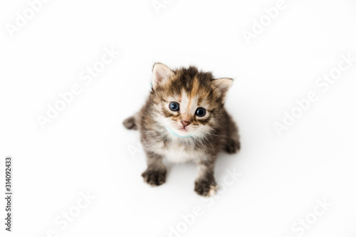 Little kitten isolated on white background. Tabby cat baby sits with a frightened and curious look.