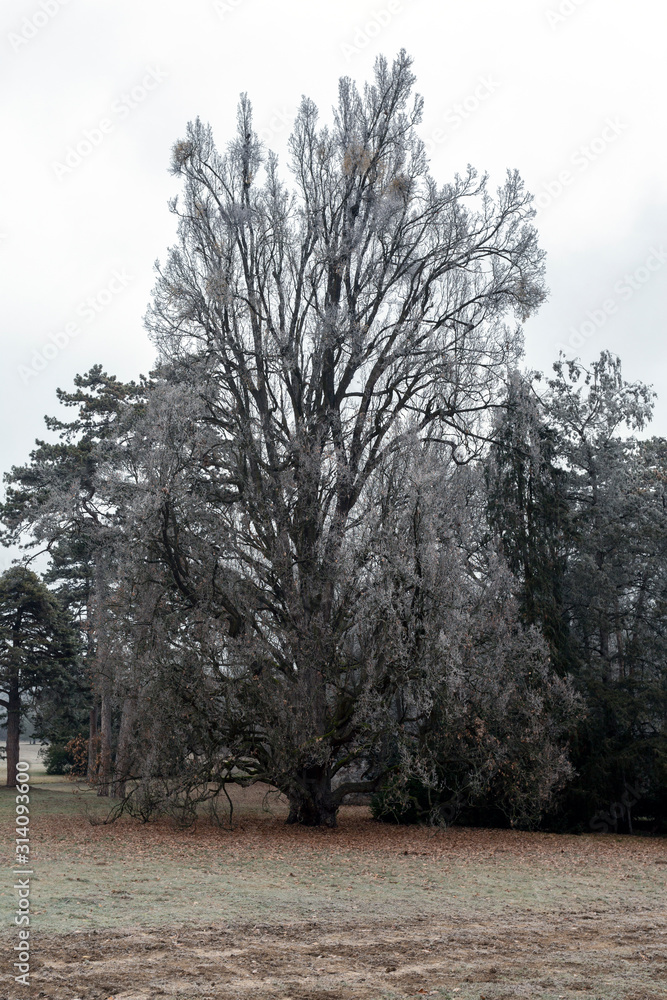 Obraz premium Garden of the Karolyi Palace in Fuzerradvany, Hungary