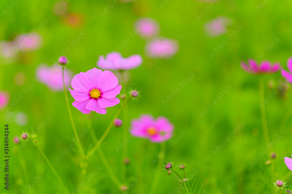 Close-up pink cosmos flower on blurred green background	