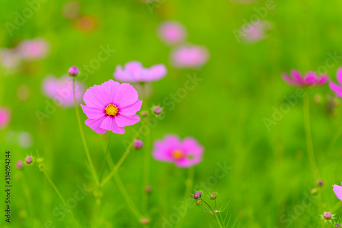 Close-up pink cosmos flower on blurred green background 