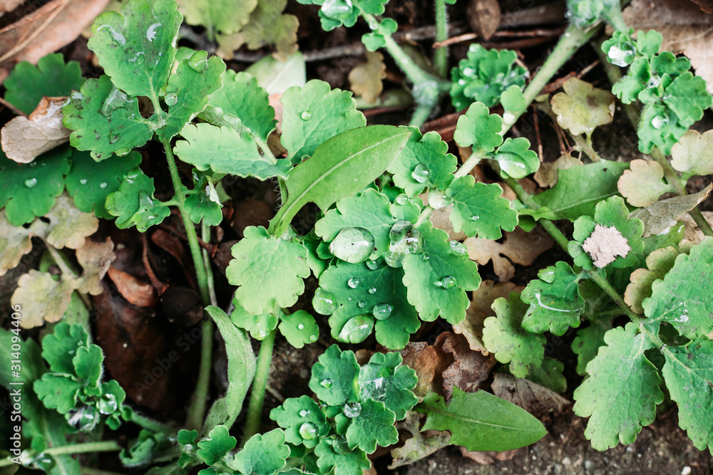 Green leaves with dew water drops. Clean environment concept Green leaves with dew water drops. Clean environment concept