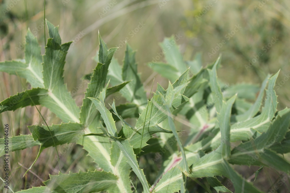 Obraz premium Green thorn