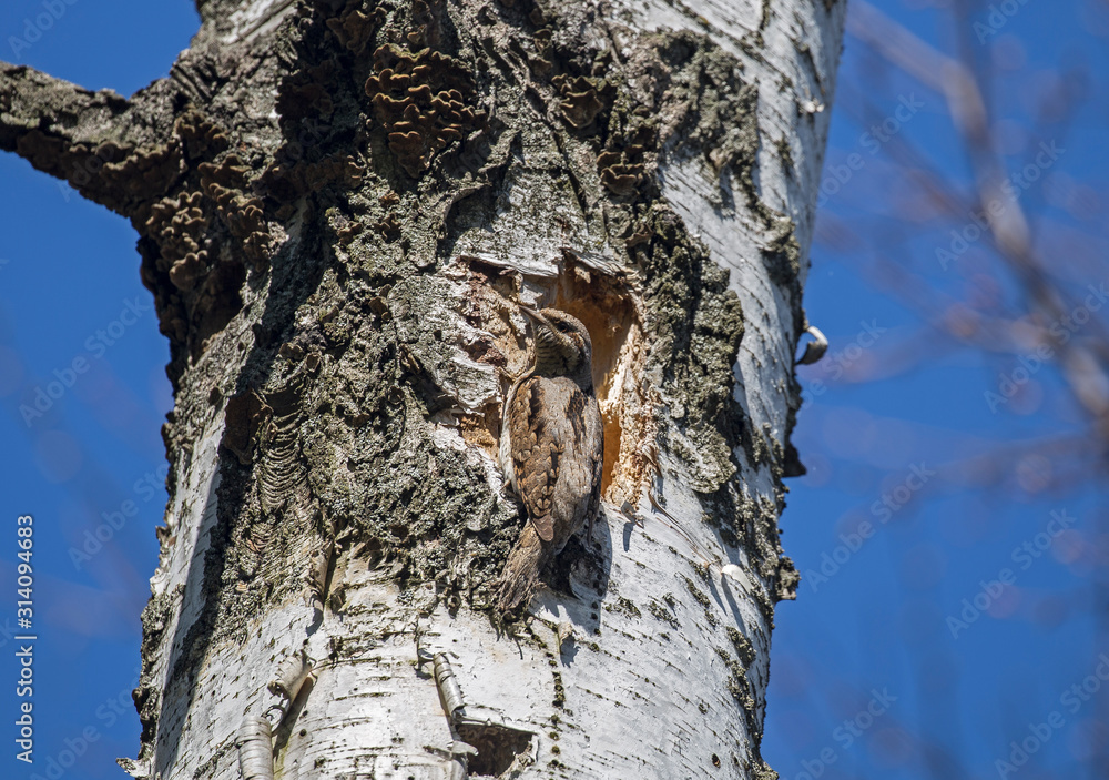The Eurasian wryneck or northern wryneck (Jynx torquilla) is a species of wryneck in the woodpecker family. The Eurasian wryneck or northern wryneck (Jynx torquilla) on a tree near the nest. The Eurasian wryneck or northern wryneck (Jynx torquilla) is a species of wryneck in the woodpecker family. The Eurasian wryneck or northern wryneck (Jynx torquilla) on a tree near the nest.
