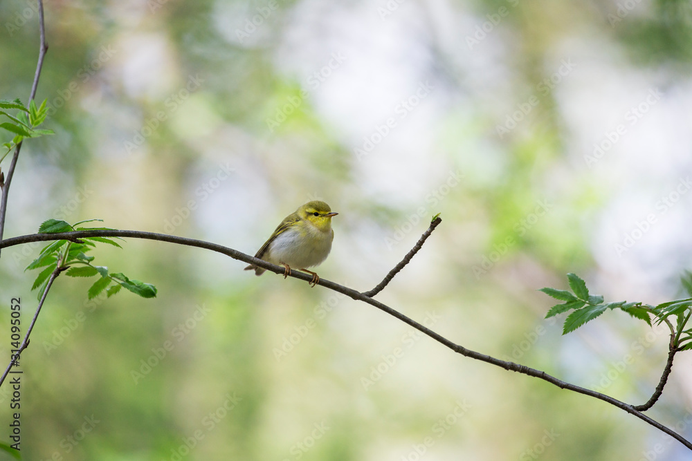 The wood warbler (Phylloscopus sibilatrix) is a common and widespread leaf warbler which breeds throughout northern and temperate Europe. Wood warbler, Phylloscopus sibilatrix The wood warbler (Phylloscopus sibilatrix) is a common and widespread leaf warbler which breeds throughout northern and temperate Europe. Wood warbler, Phylloscopus sibilatrix