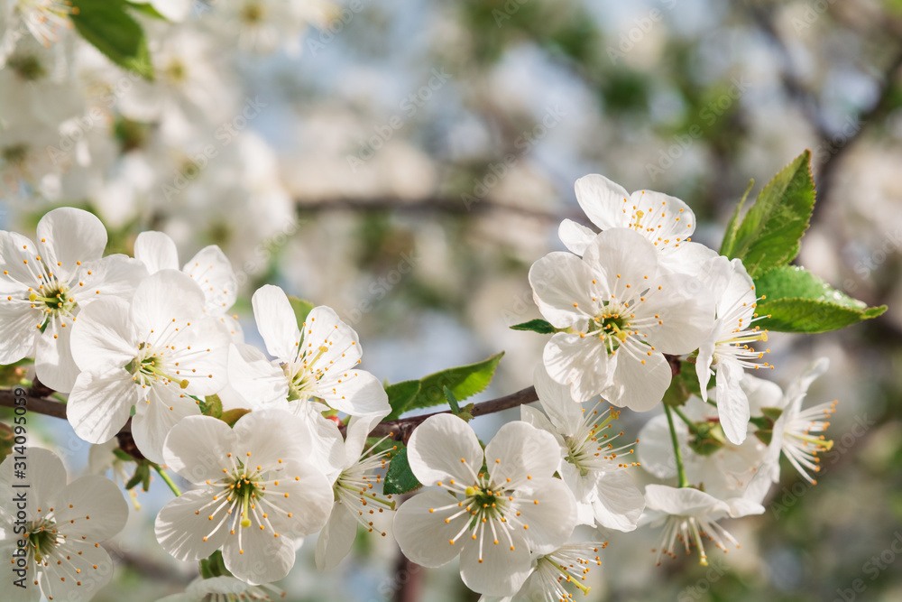 Cherry blossom in full bloom against blue sky. Spring background. Copy space. Soft focus Cherry blossom in full bloom against blue sky. Spring background. Copy space. Soft focus