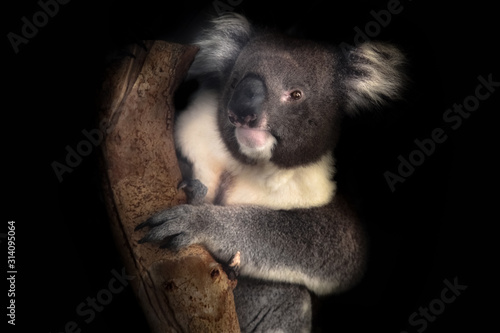 Photography KOALA