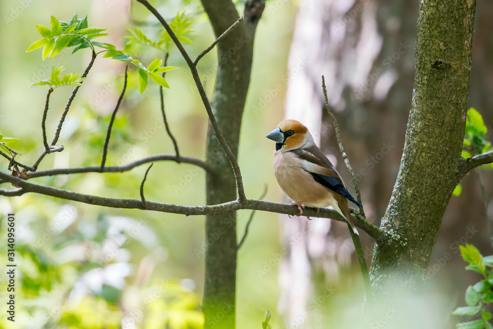 The hawfinch (Coccothraustes coccothraustes) is a passerine bird in the finch family Fringillidae. The hawfinch (Coccothraustes coccothraustes) is a passerine bird in the finch family Fringillidae.