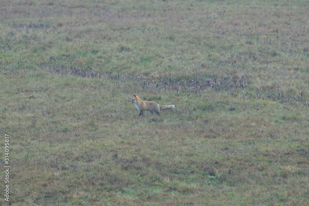 red fox wildlife hunting on the snowy meadow for feed red fox wildlife hunting on the snowy meadow for feed