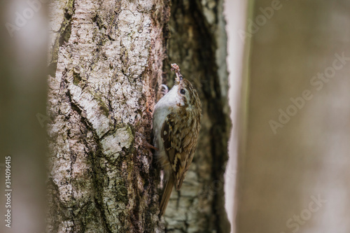 The Eurasian treecreeper or common treecreeper (Certhia familiaris) in the natural environment. Сommon treecreeper (Certhia familiaris) perching on pine trunk with blurred background. 