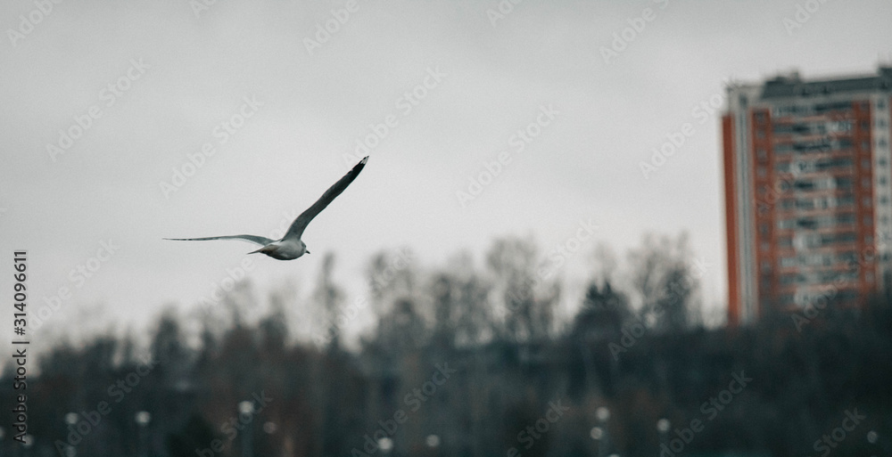 City gulls flying over the river in cloudy weather. Russia. Moscow. City gulls flying over the river in cloudy weather. Russia. Moscow.