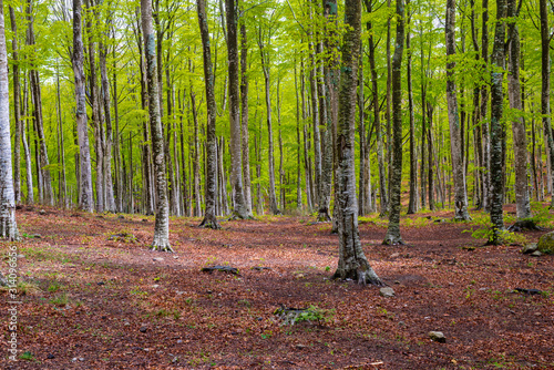 Woods in Amiata Mountain in spring season, Tuscany, Italy