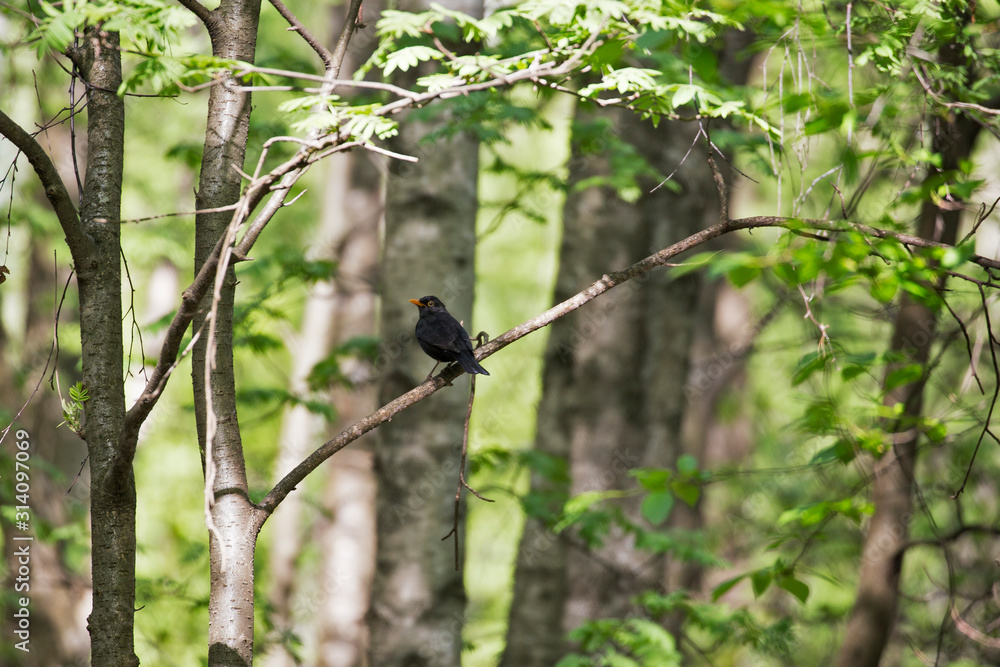 The common blackbird (Turdus merula) is a species of true thrush. Common blackbird (Turdus merula) perched on a tree branch The common blackbird (Turdus merula) is a species of true thrush. Common blackbird (Turdus merula) perched on a tree branch
