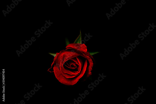 Obraz na plátně Black background red rose valentines.