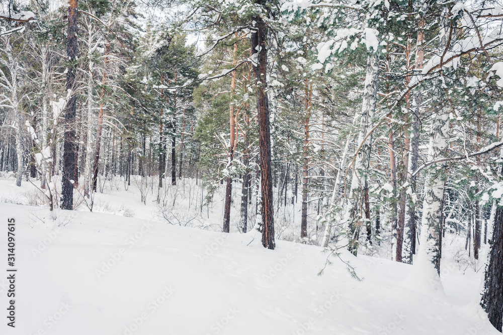 Beautiful winter in pine forest. Winter lanscape. Beautiful winter in pine forest. Winter lanscape.