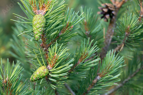 Green pinecones on pine branch