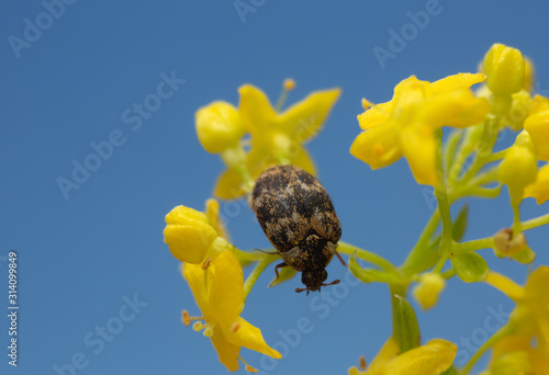 Museum beetle,  Anthrenus museorum on flower, the larva of this beetle is a pest on skin products photo